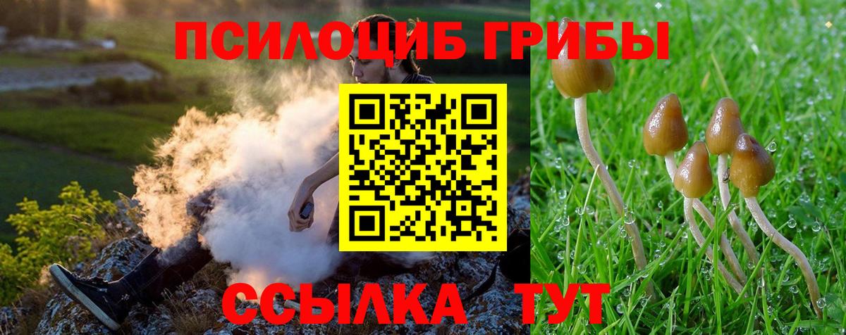 Псилоцибиновые грибы Psilocybe Сокол